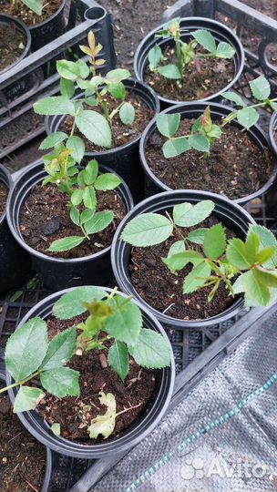 Гортензии, декоративные кустарники, розы- зкс р9