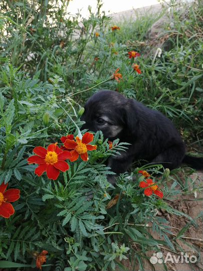 Щенок в добрые руки