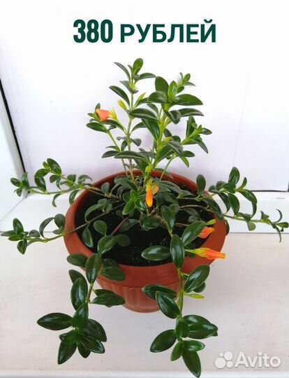 Нематантус (золотая рыбка). Эхмея полосатая