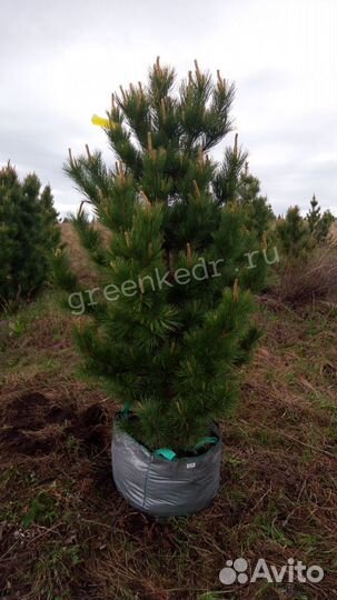 Саженцы Кедр 180-220 см