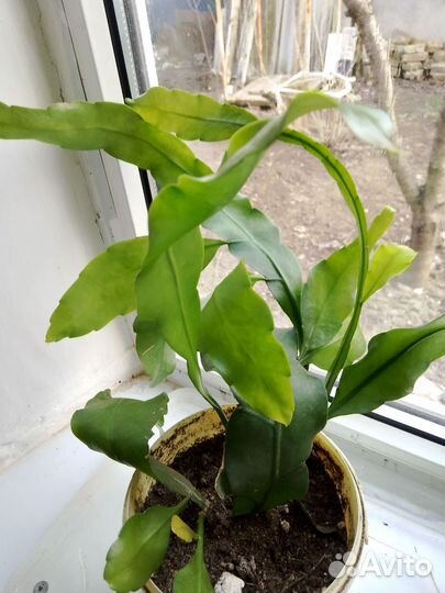 Цветы комнатные