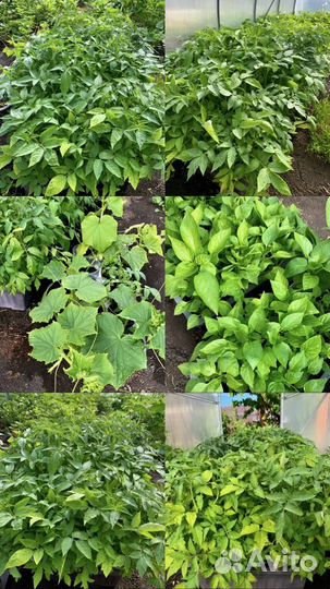 Рассада помидор и перцев. Огурцы и кабачки