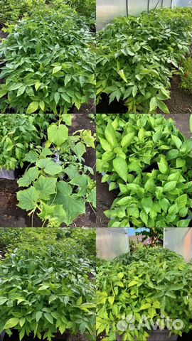 Рассада помидор и перцев. Огурцы и кабачки