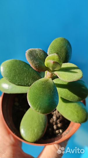 Красула толстянка