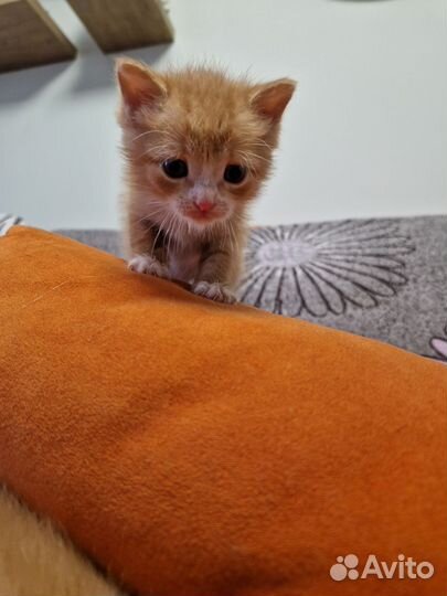 Рыжик в добрые руки