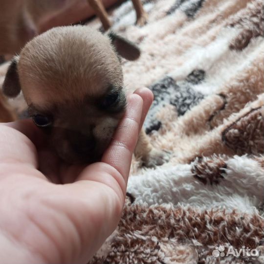Щенки чихуахуа мини гладкошерстные