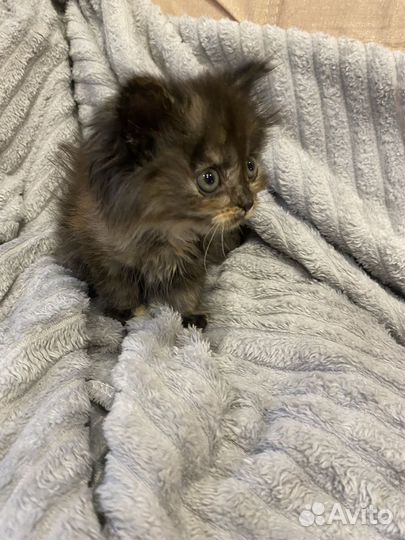 Котенок девочка