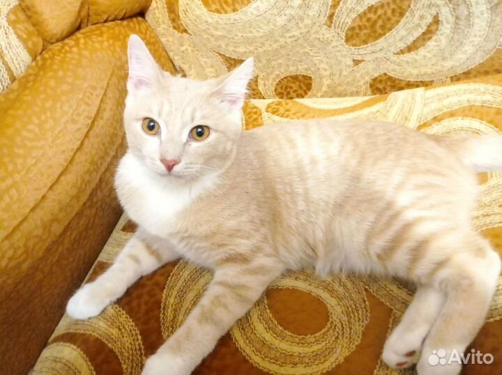 Кот в добрые руки