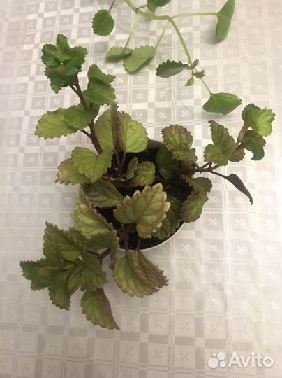 Плектрантус