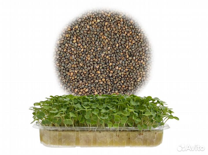Семена Микрозелень от 50 грамм арт.0058