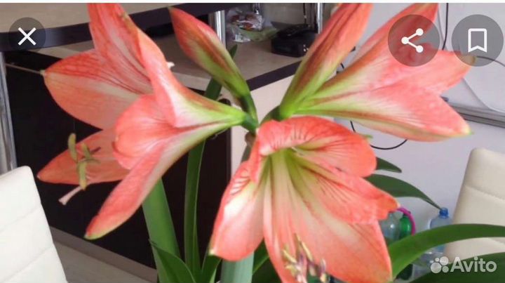 Гиппиаструм