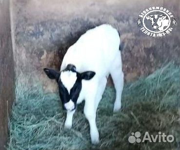 Телята бычки