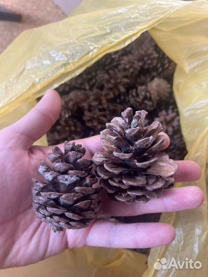 Шишки сосновые