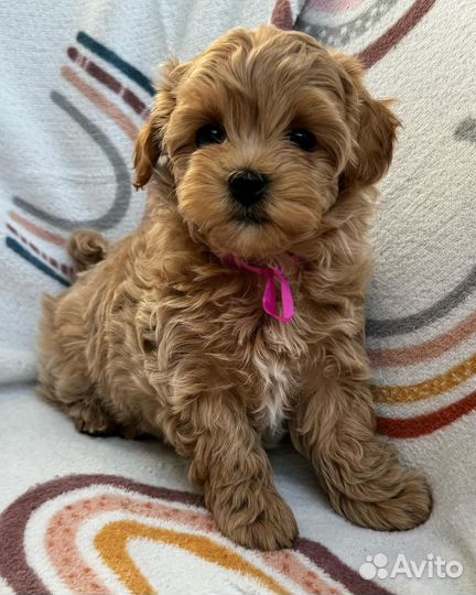 Мальтипу f1 мини baby face. Топовые щенки