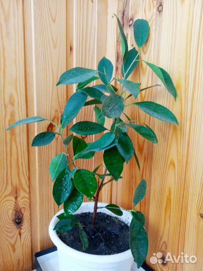 Фикус, для тех, кто хочет детей