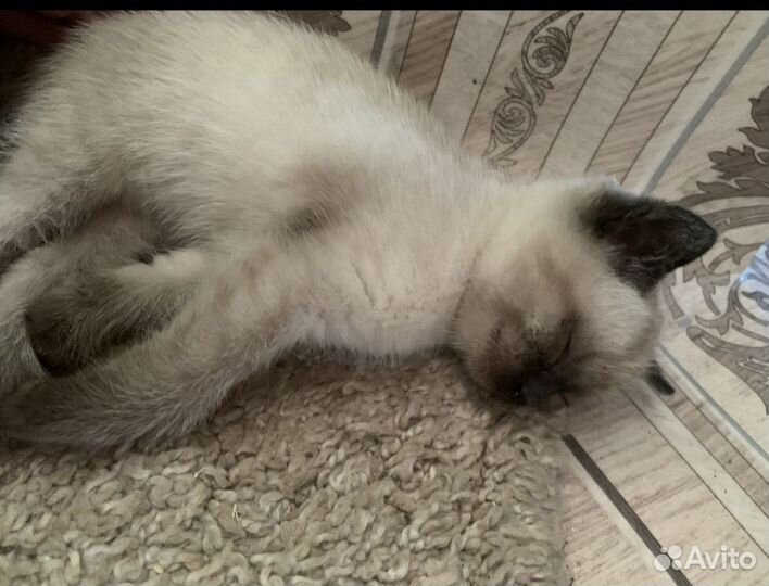 Котята в добрые руки бесплатно мальчик