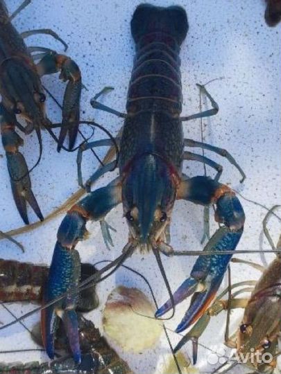 Рак австралийский красноклешневой