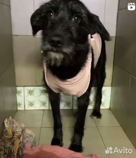 Дина ищет дом