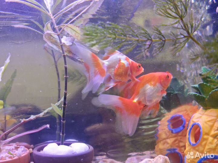 Аквариумные золотые рыбки
