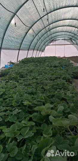 Рассада клубники Азия зкс