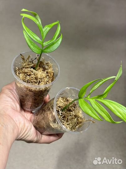 Монстера субпината / монстера тонкая