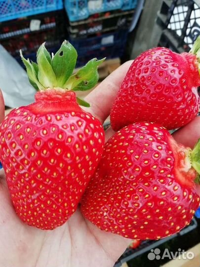 Саженцы Клубники Кассета Копанка