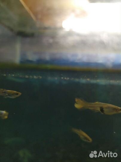 Гупии, барбусы