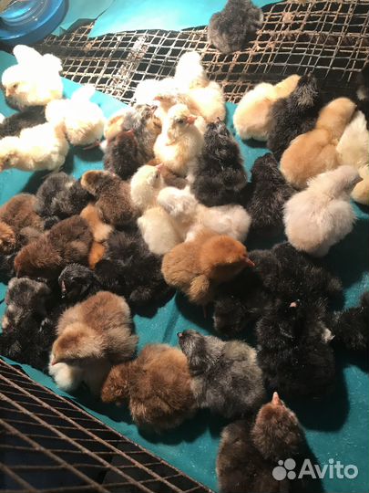 Куры молодки Леггорн, Ломан Браун, Доминант