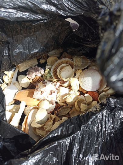 Ракушки морские