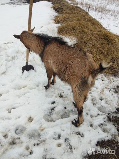 Козёл на случку