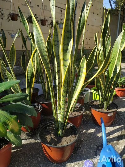 Комнатные цветы