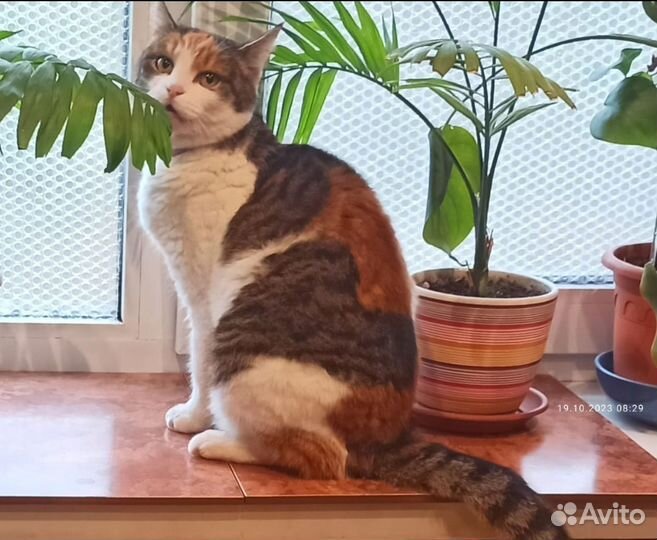 Кошка домашняя