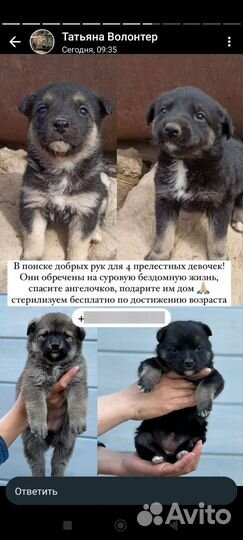 Щенки дворняжки
