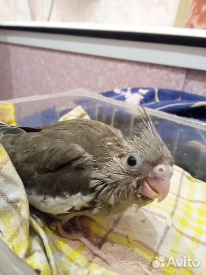 Безщекий корелла птенец, мальчик