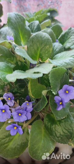 Фиалка листок
