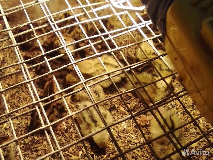 Перепелята