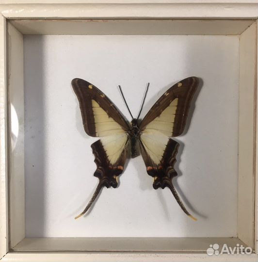 Бабочки в рамках