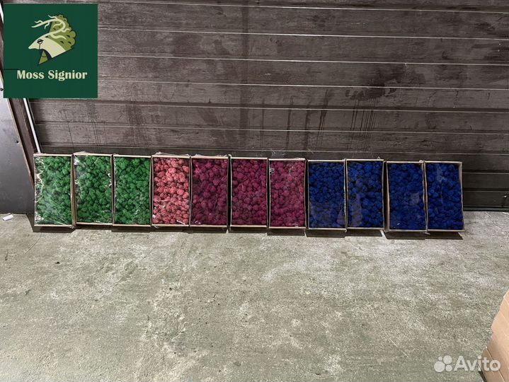 Стабилизированный мох ягель, кочка, пласт. Панно