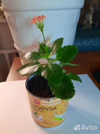 Домашние цветы цветущие