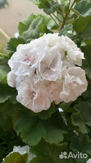 Пеларгония герань