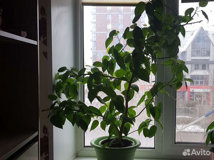 Гибискус китайская роза