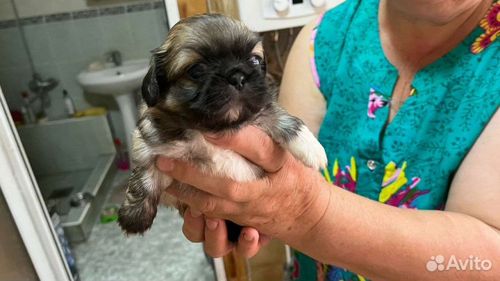 Щенки пекинес 1 месяц