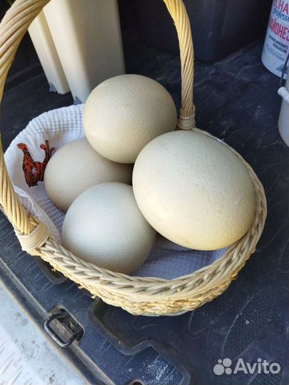 Яйца страусиные