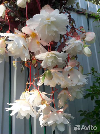 Бегония ампельная