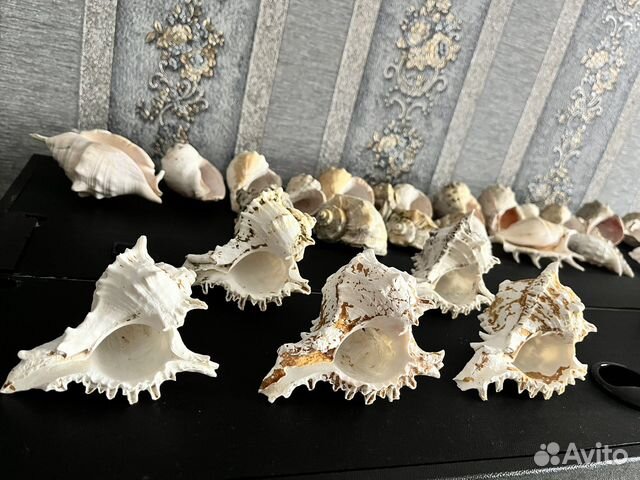 Морские ракушки