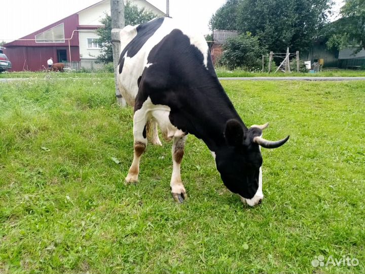 Продаётся корова