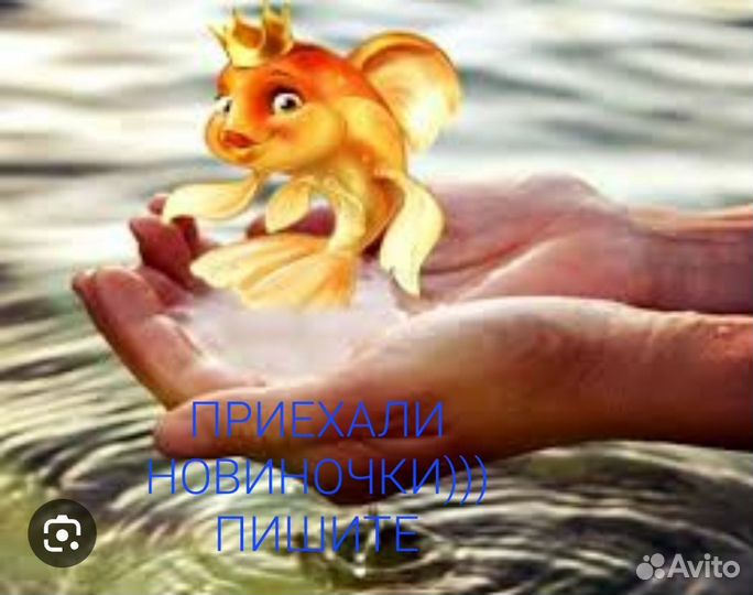 Рыбки разные