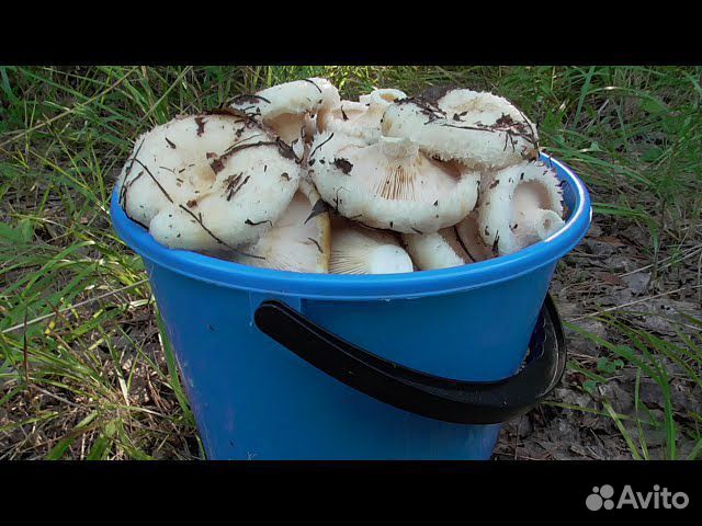 Сырой груздь