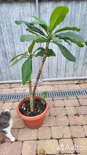 Плюмерия - черенки и саженцы