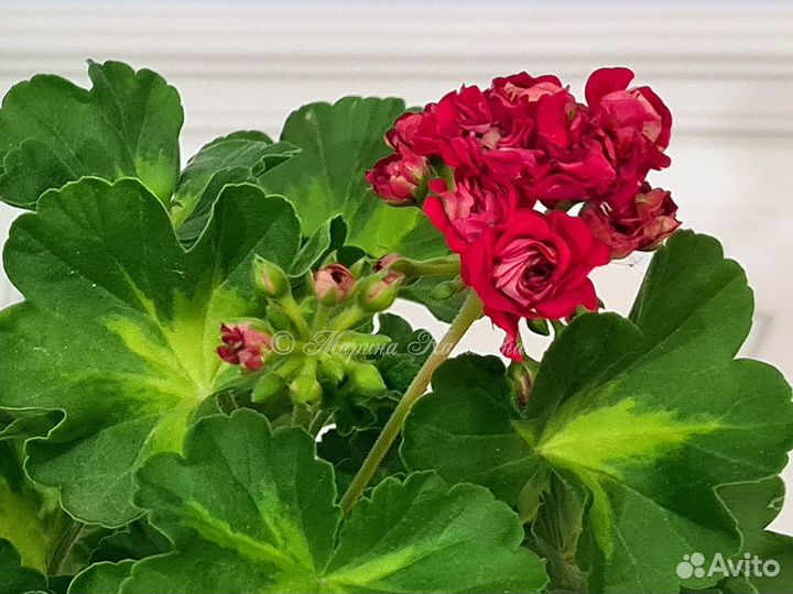 Розебудные пеларгонии